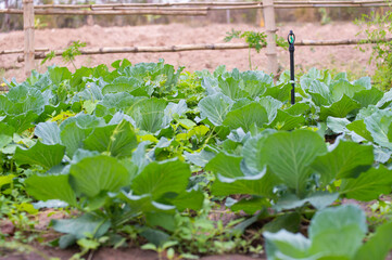 lettuce in the garden