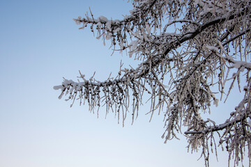 branches of a tree against the sky