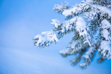 Fototapeta na wymiar snow covered pine tree