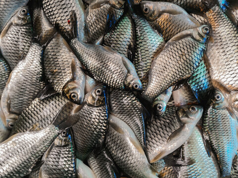 Background of group fresh Java barb.(Barbonymus gonionotus) Raw Silver Barb fish in a market.