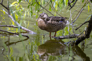 A female mallard duck stands at the shore of a pond among the leaves.