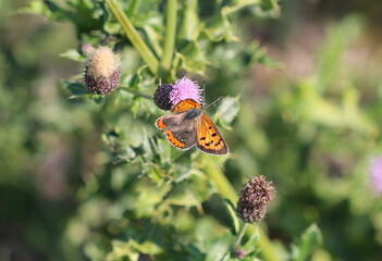 Kleiner Feuerfalter - 