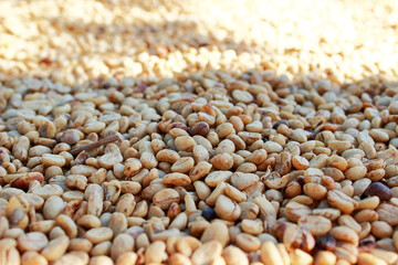 coffee grains