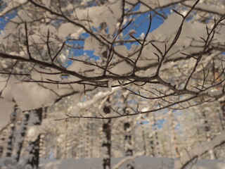 view of a snowed forest in winter