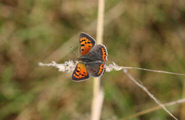 Kleiner Feuerfalter - 