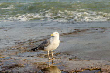 Seagull on the background of the sea.