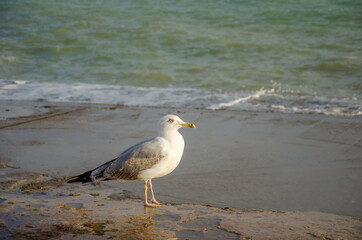 Seagull on the background of the sea.