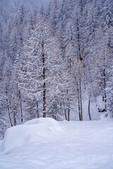 Soft focus. Pine tree branches with small cones in the mountain winter forest. Panoramic view of winter forest with trees covered snow. Sunset in the frozen mountains. High quality photo