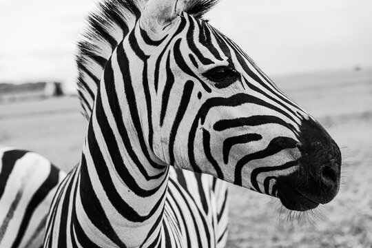 Beautiful zebra horse profile looking side. Artistic creative poster style black and white horizontal composition. Wild nature theme. Adorable animal nature