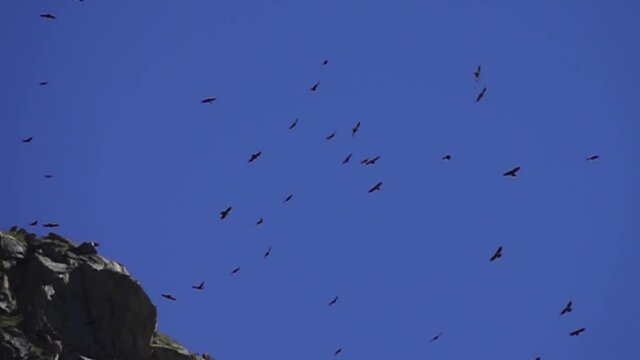 Flock of Alpine chough (Pyrrhocorax graculus) and Red-billed chough (Pyrrhocorax pyrrhocorax) mixed flock is circling over the cliff edge. North Caucasus
