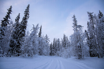 Fototapeta premium winter forest in the snow