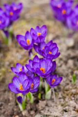 Multicolored crocuses. The first spring flowers. Selective focus