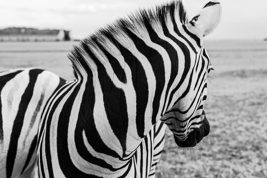 Artistic poster style black and white horizontal composition. Zebra looking back. Beautiful striped neck. Wild nature theme. Adorable animal nature perfect lines. Abstarct design 