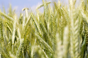 agriculture and agriculture for the cultivation of cereals