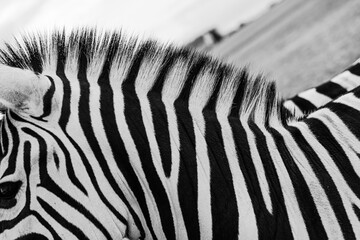 Fototapeta na wymiar Close up creative black and white poster style composition with part of zebra. Face, eyes and mane. Wild life inspiration. Adorable horse expressive, impressive pattern. Artistic inspiration