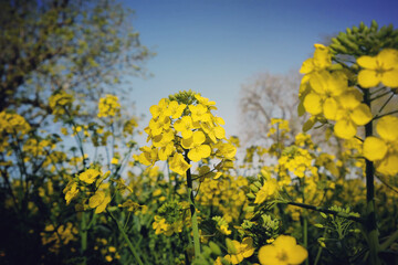Fototapeta premium The yellow flowers of rapeseed in the spring.