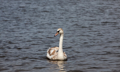 Swan in spring