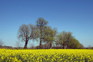 The yellow flowers of rapeseed in the spring.