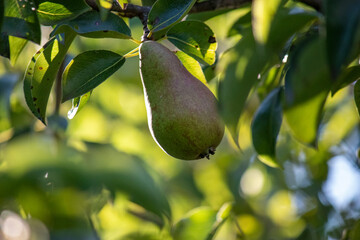Group of ripe healthy yellow and green pears growing on a tree in sunlight in a real organic garden