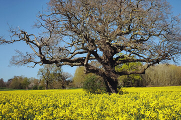 Fototapeta premium The yellow flowers of rapeseed in the spring.