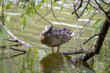 A female mallard duck stands at the shore of a pond among the leaves.