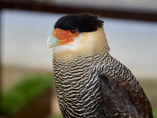 Northern Crested Caracara, Caracara cheriway, bird show in Xativa, Spain