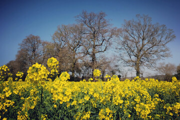 Fototapeta premium The yellow flowers of rapeseed in the spring.