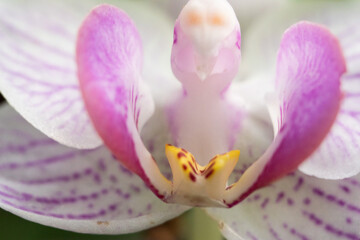 Obraz na płótnie Canvas close up of crocus flower