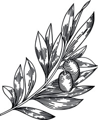 Olive branches isolated on white background, leaves, olives, vector hand drawn illustration