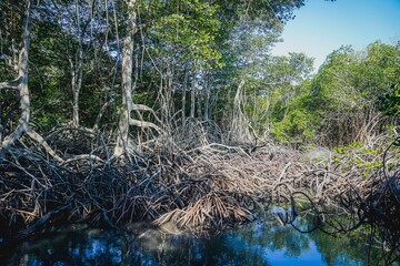 Mangrove trees in Baluran park