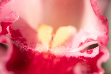 Photo of flower or orchid varietal, closeup, some macro