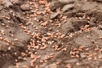 agricultural field sown with grain in spring or summer