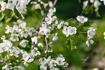 Fresh apple tree branch with white flowers in a garden. Spring concept, sunny day. Close up, soft selective focus, copy space
