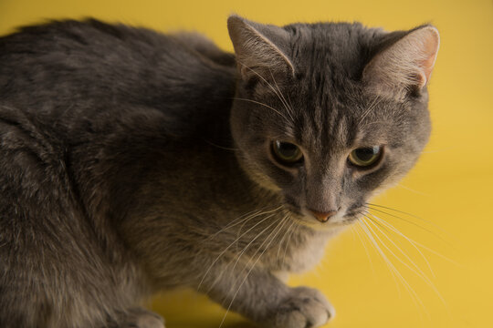 Cat on a yellow background, close up