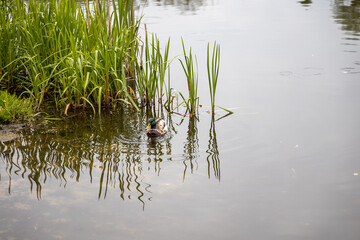A male mallard duck swims in the lake.