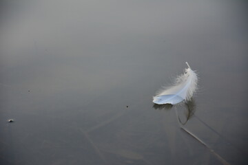 plume