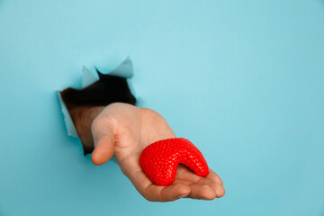 Hand showing a thyroid out of a hole torn in blue paper wall. Health care, pharmaceutics and...