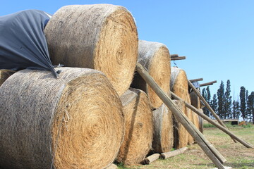 Hay food