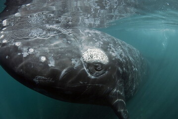 Southern Right Whale - Eubalaena australis © Tomas