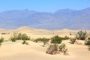 Fototapeta na wymiar Mojave Desert sand dunes