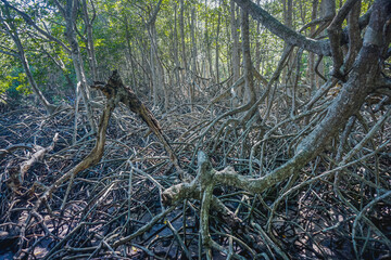 Mangrove trees in Baluran park