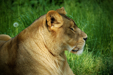 Close-up of a Lioness Resting in the Green Grass