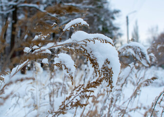 The plant is neutral in color under a snowball.