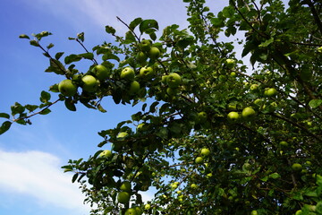 Alte Apfelsorten und Apfelbäume