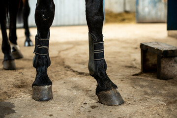 hooves of a running horse