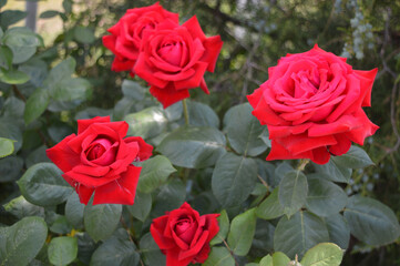 Five large red blooming roses.