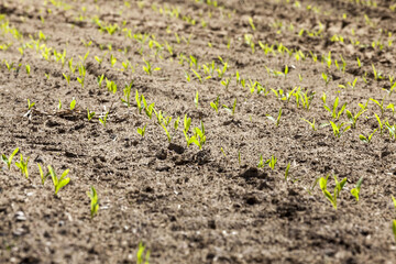 sweet green unripe cereals