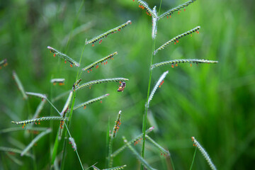 Abelha pousando no jardim