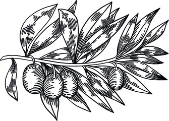 Olive branches isolated on white background, leaves, olives, vector hand drawn illustration