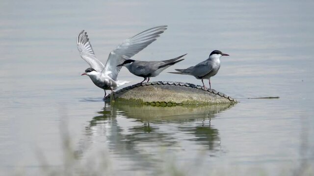 Three Whiskered terns birds (Chlidonias hybrida) perched on an old tire in a lake fighting for a place on it. Bird scandal.